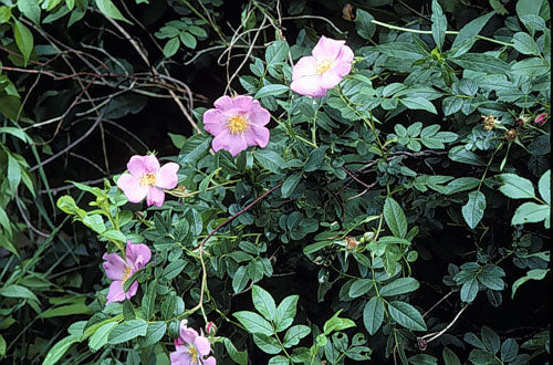 Rosa virginiana (Virginia Rose)