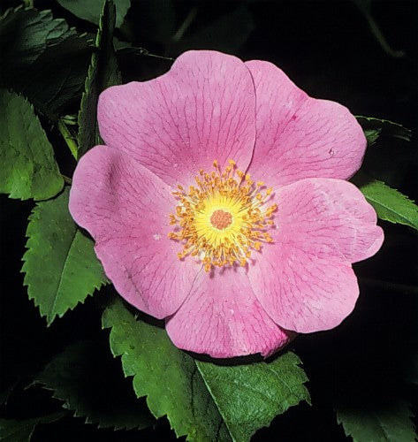 Rosa virginiana (Virginia Rose)