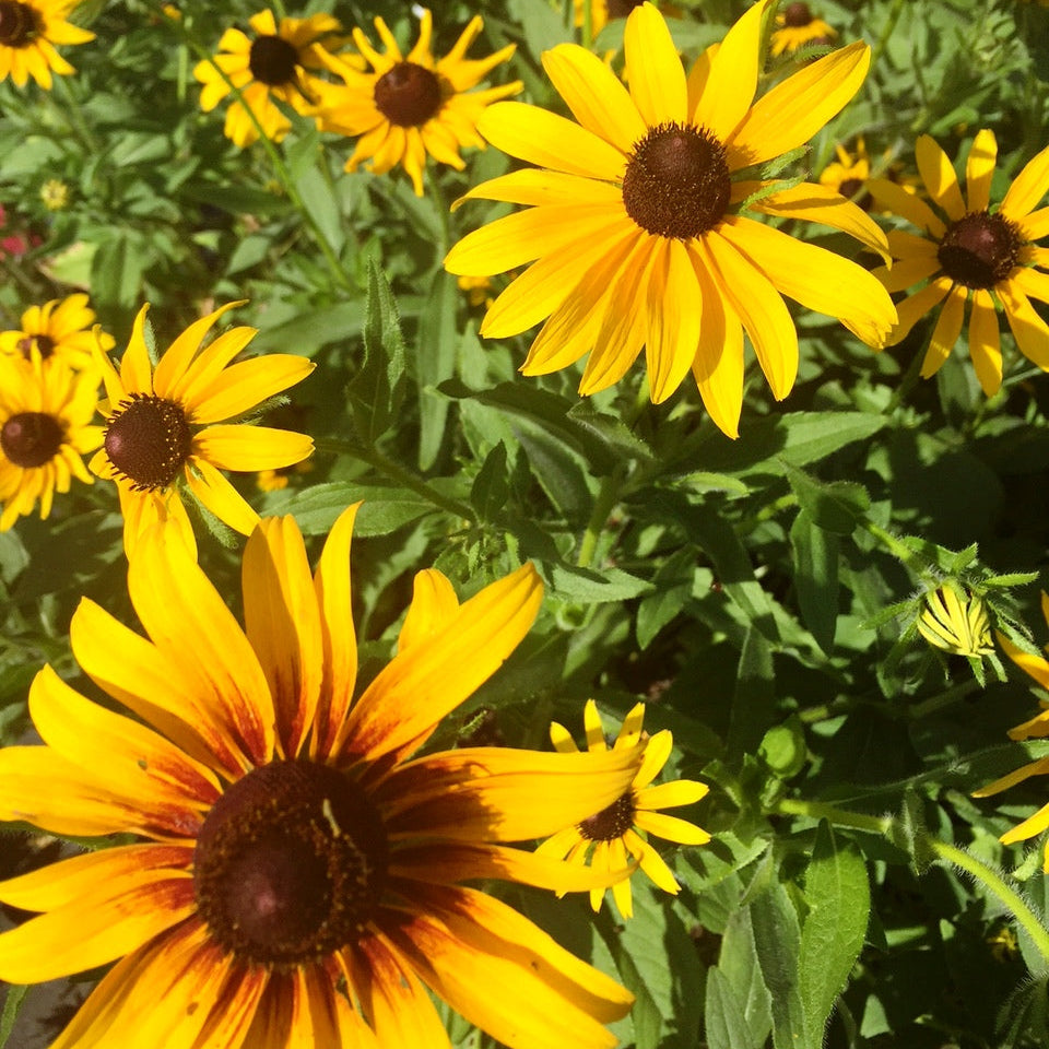 921: Shade Tolerant Wet Site Mix