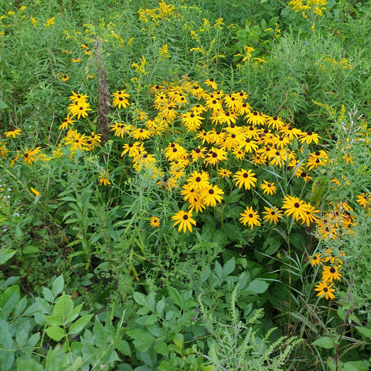 Rudbeckia fulgida (Orange Coneflower)