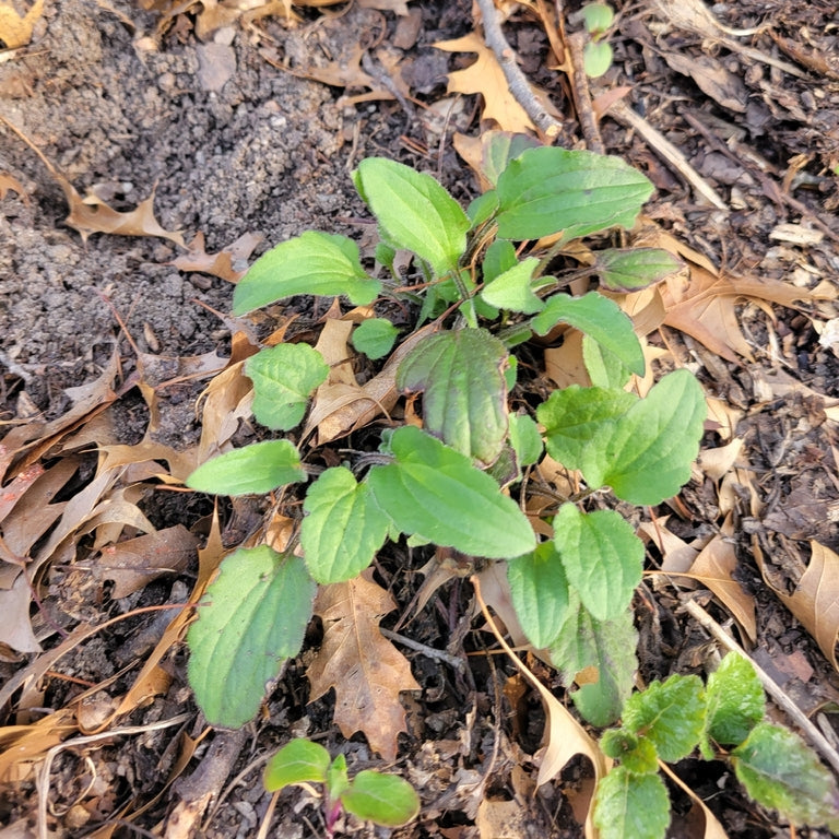 Rudbeckia fulgida (Orange Coneflower)