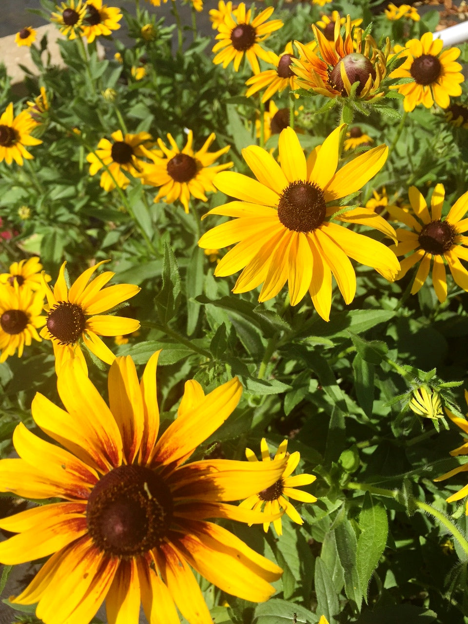 Rudbeckia hirta (Black-Eyed Susan)