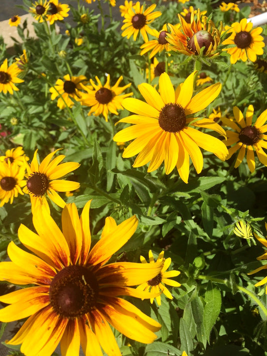 Rudbeckia hirta (Black-Eyed Susan)