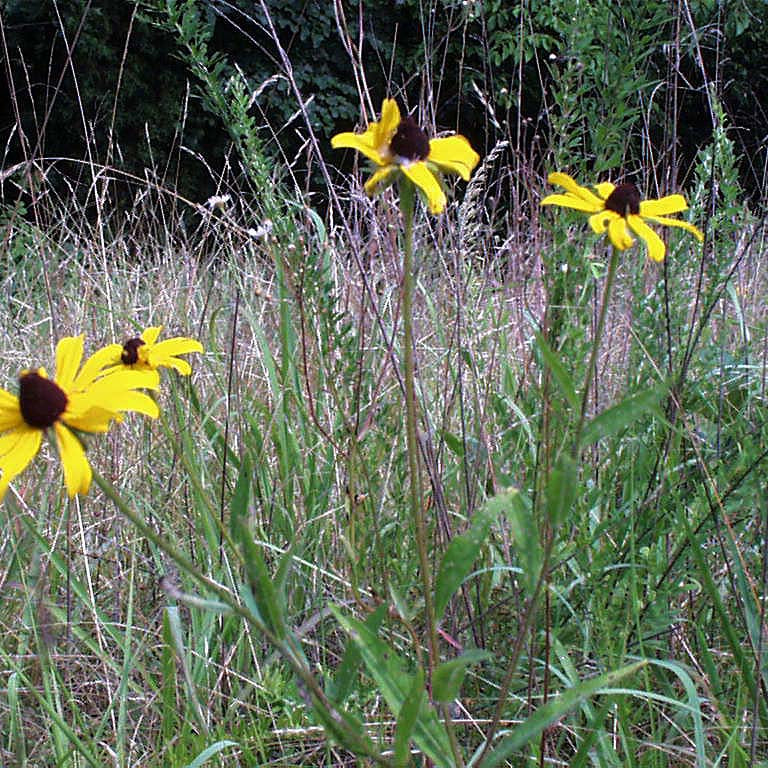 922: Low Grow Shade Tolerant Upland Mix