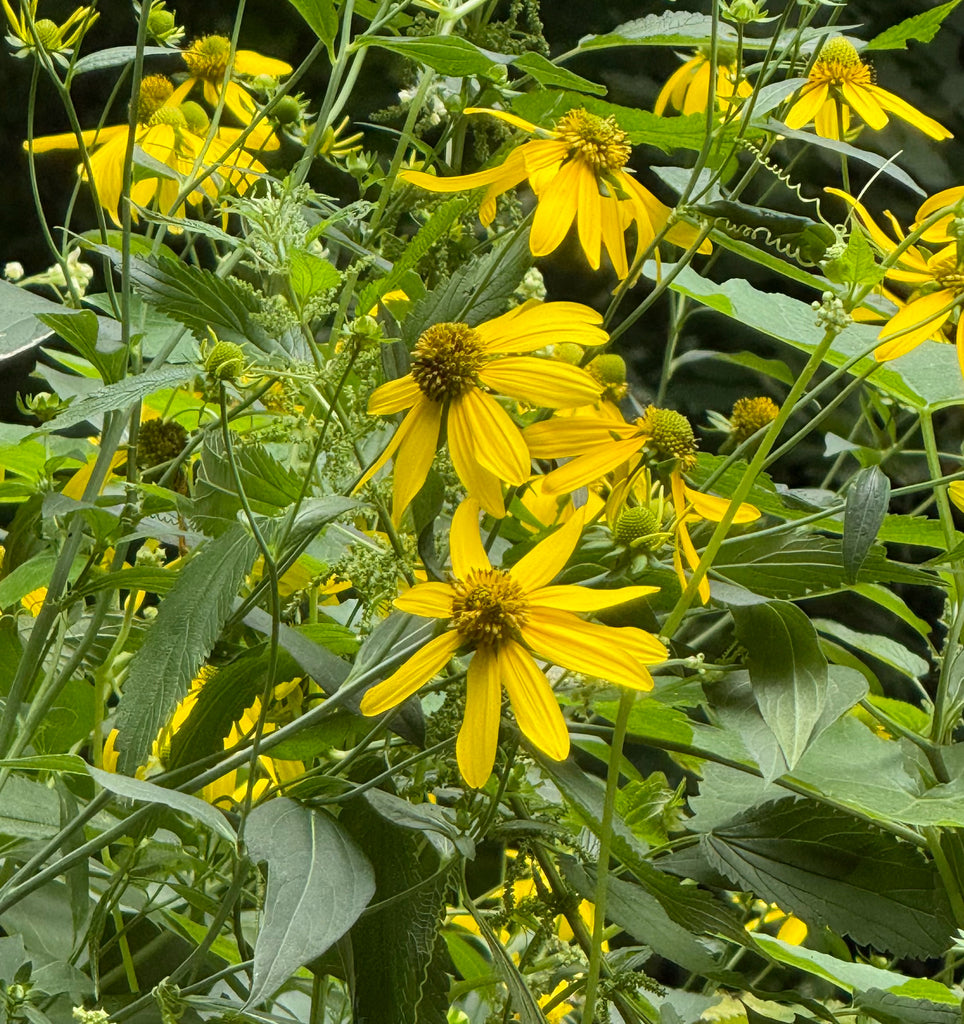 Rudbeckia laciniata (Cutleaf Coneflower)