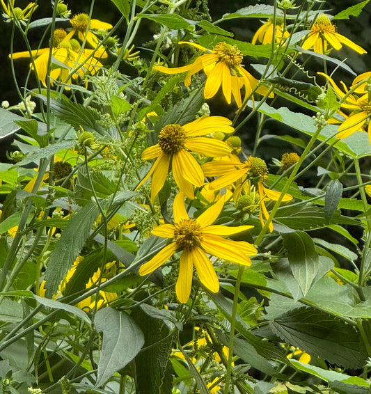 Rudbeckia laciniata (Cutleaf Coneflower)