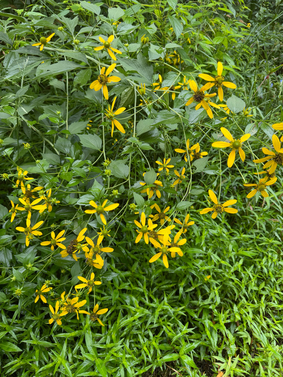 Rudbeckia laciniata (Cutleaf Coneflower)