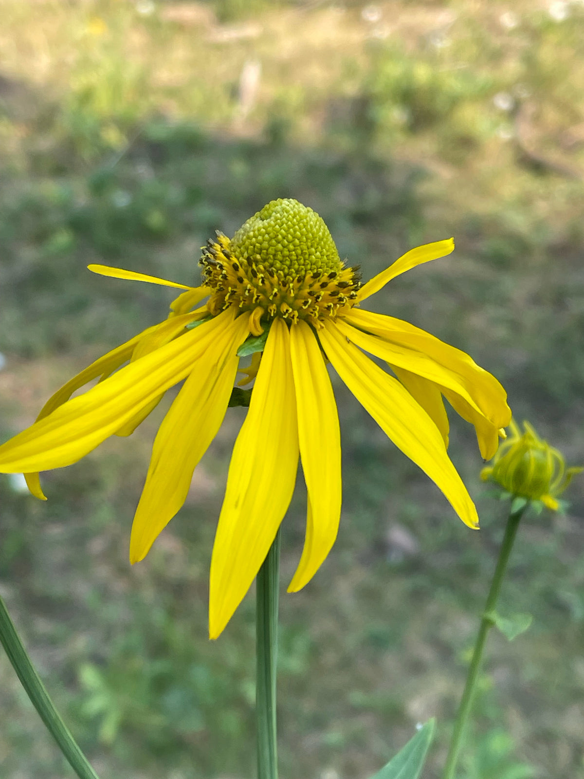Rudbeckia laciniata (Cutleaf Coneflower)