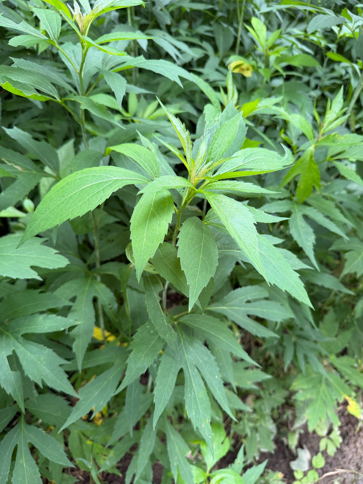 Rudbeckia laciniata (Cutleaf Coneflower)