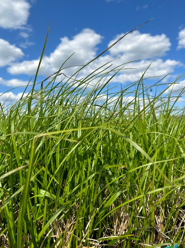Schoenoplectus atrovirens (Green Bulrush)