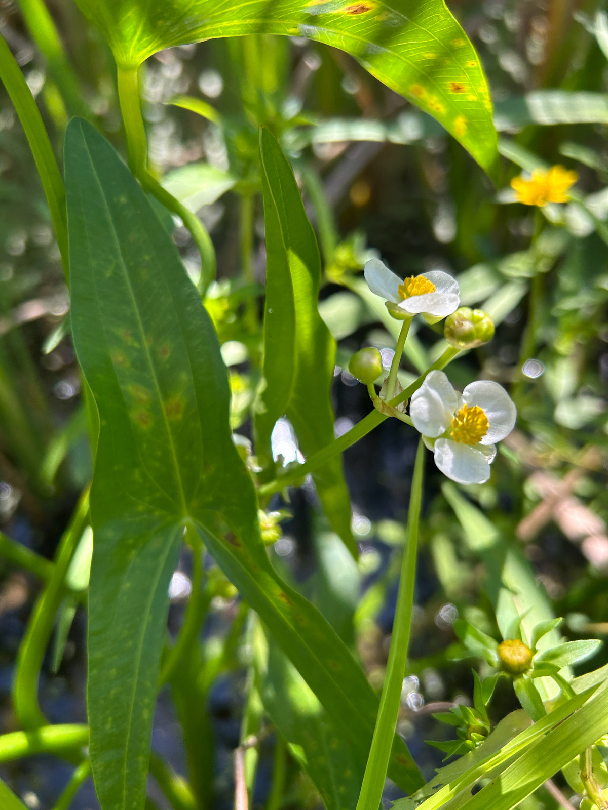 Sagittaria latifolia (Duck Potato)