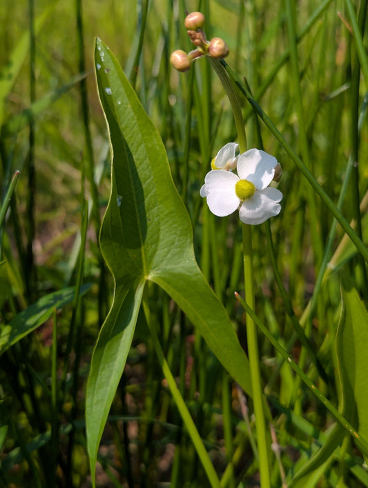 Sagittaria latifolia (Duck Potato)
