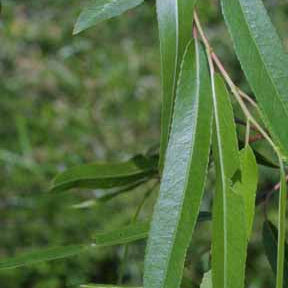Salix nigra (Black Willow)
