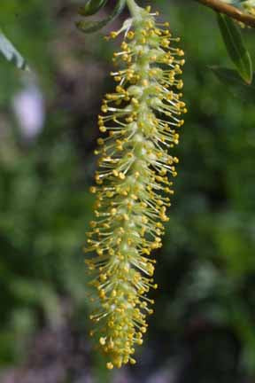 Salix nigra (Black Willow)