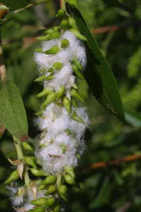 Salix nigra (Black Willow)