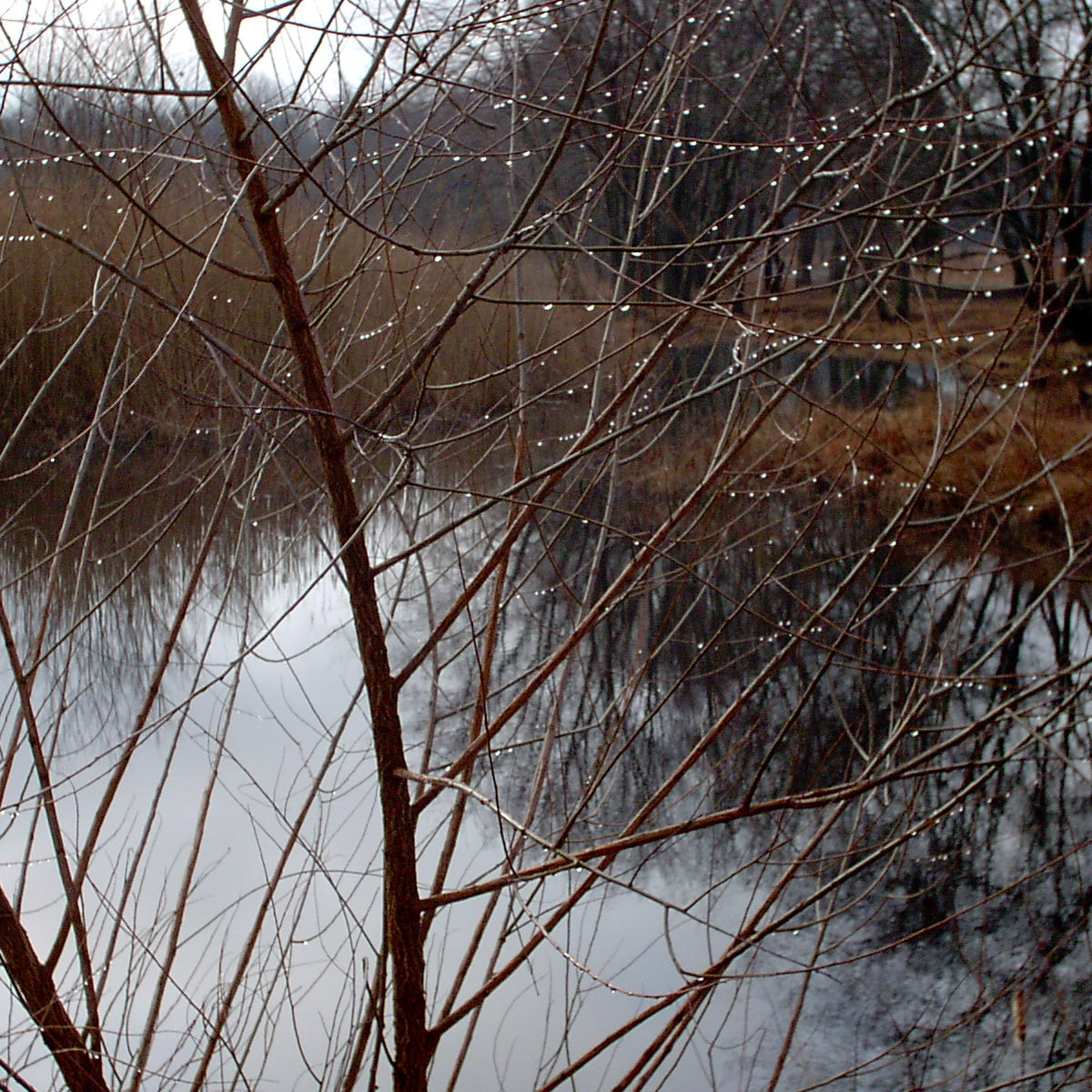 Salix nigra (Black Willow)