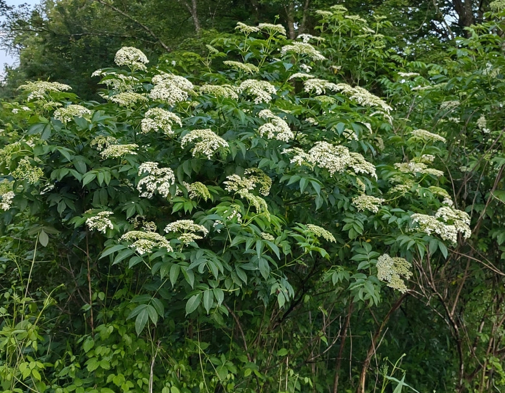 Sambucus canadensis (Common Elderberry)