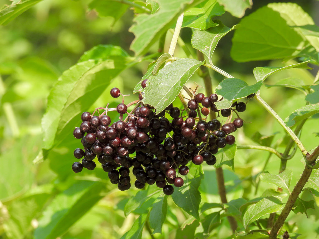 Sambucus canadensis (Common Elderberry)