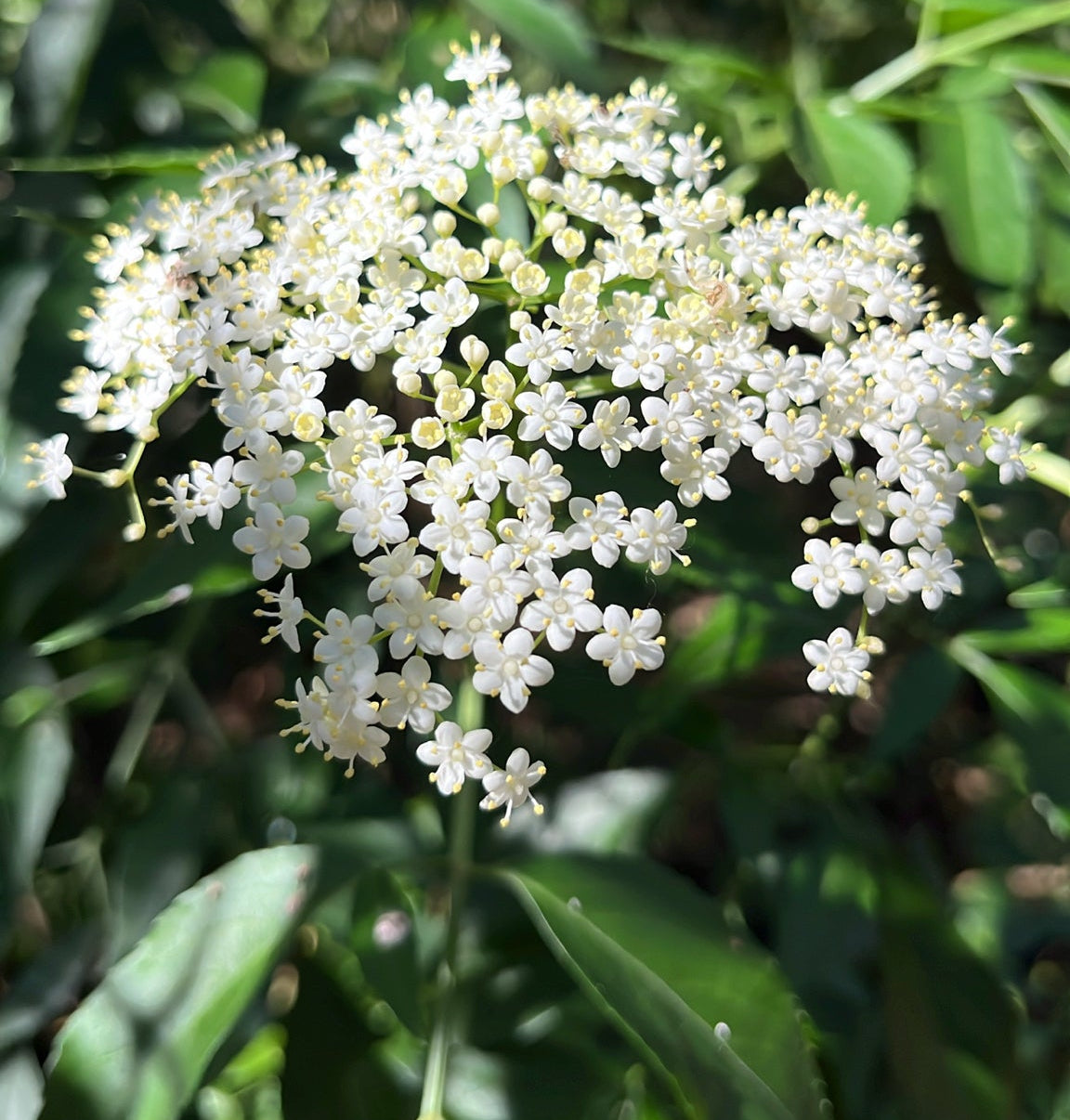 Sambucus canadensis (Common Elderberry)