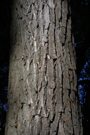 Sassafras albidum (Sassafras)