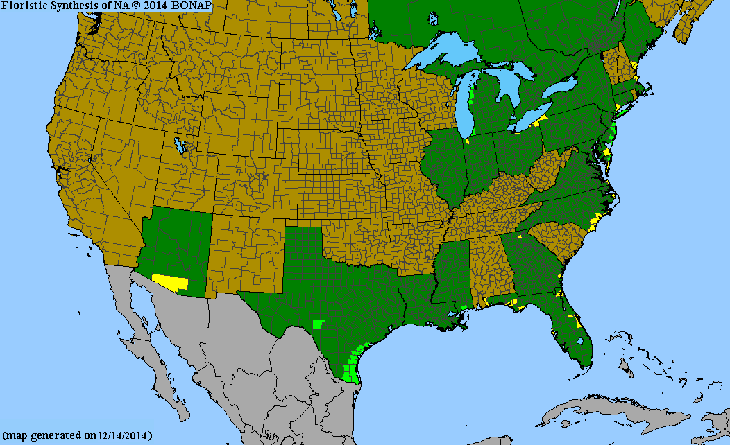 Schizachyrium littorale (Coastal Little Bluestem)