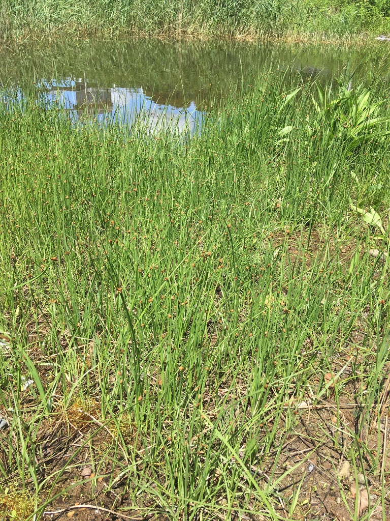 Schoenoplectus pungens (Common Three Square)
