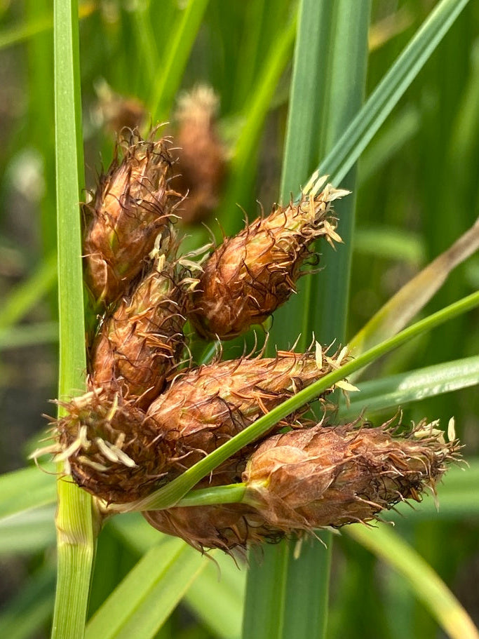 Schoenoplectus robustus (Salt-Marsh Bulrush)