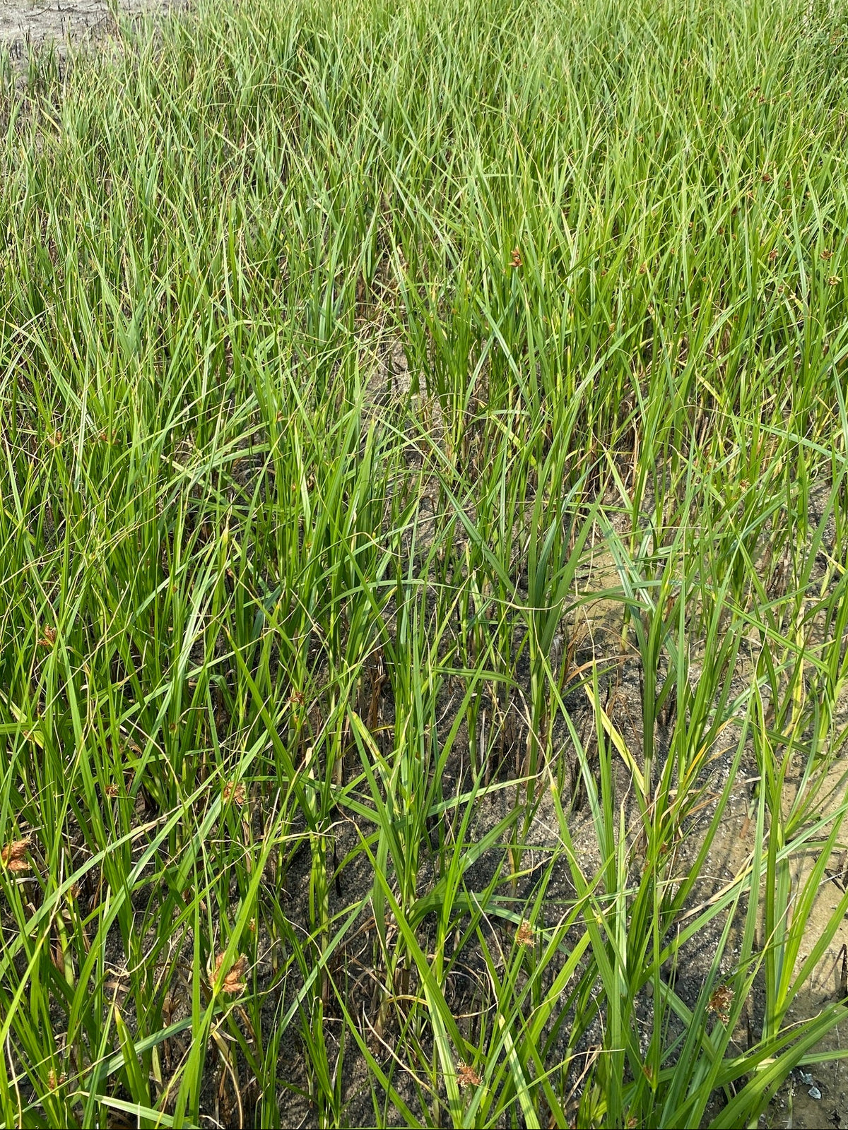Schoenoplectus robustus (Salt-Marsh Bulrush)