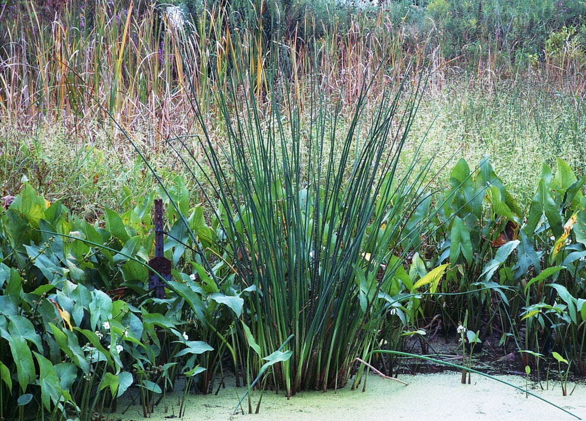 Schoenoplectus tabernaemontanii (Soft-Stem Bulrush)