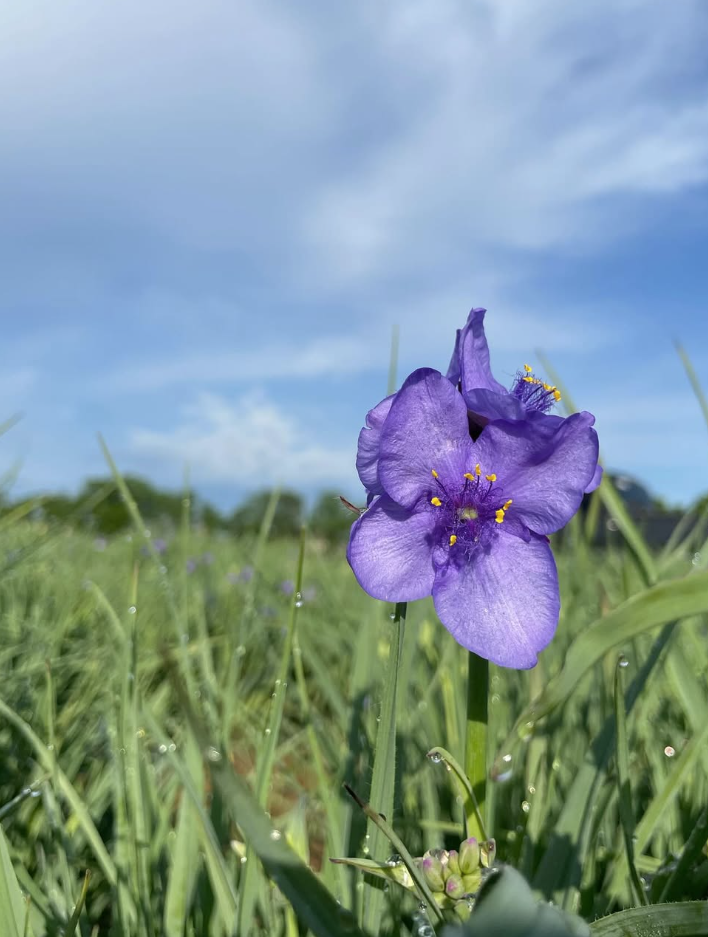 Tradescantia ohiensis (Ohio Spiderwort)