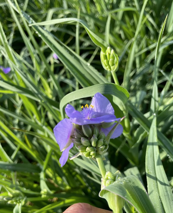 Tradescantia ohiensis (Ohio Spiderwort)