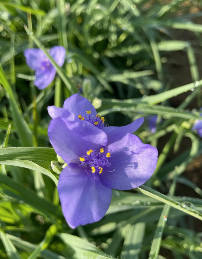 Tradescantia ohiensis (Ohio Spiderwort)