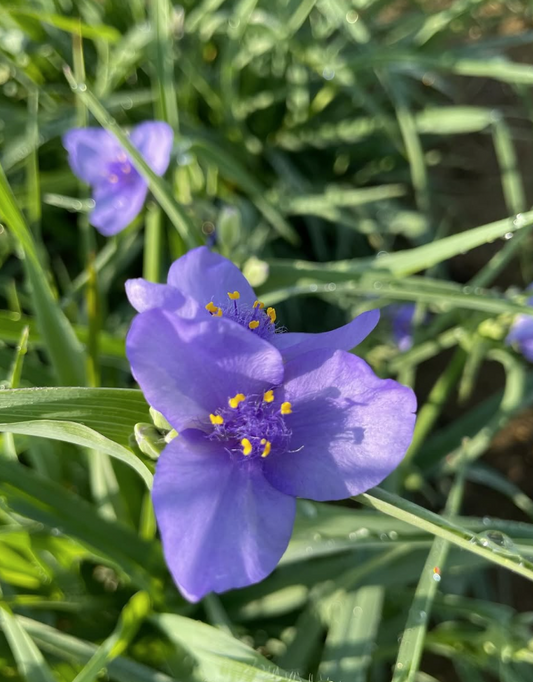 Tradescantia ohiensis (Ohio Spiderwort)