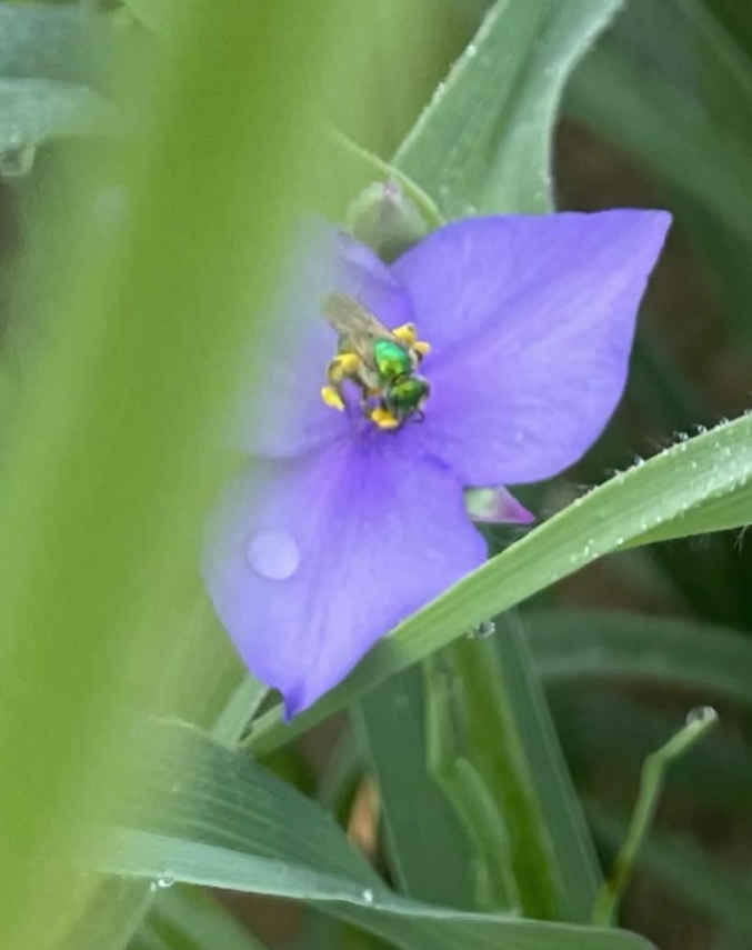 Tradescantia ohiensis (Ohio Spiderwort)
