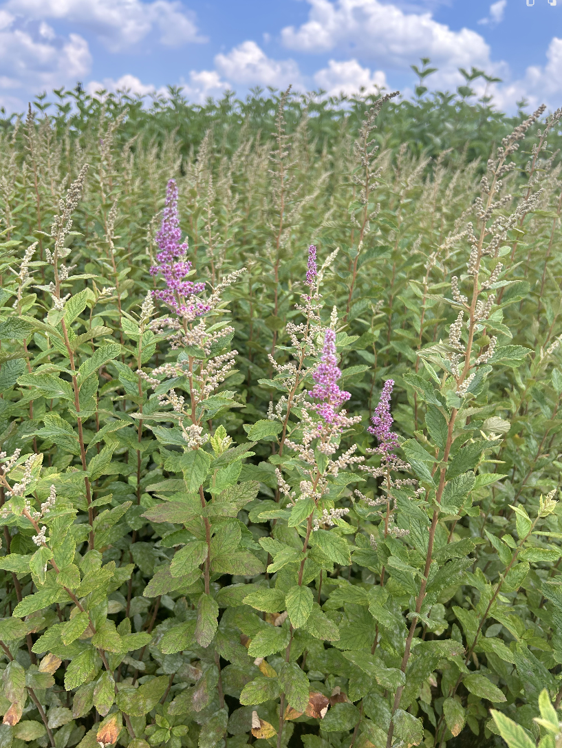 Spiraea tomentosa (Steeplebush)
