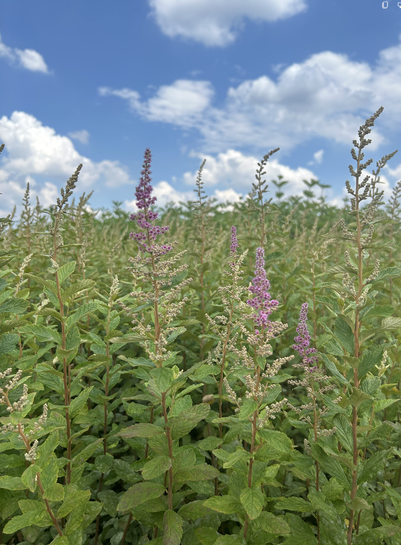 Spiraea tomentosa (Steeplebush)