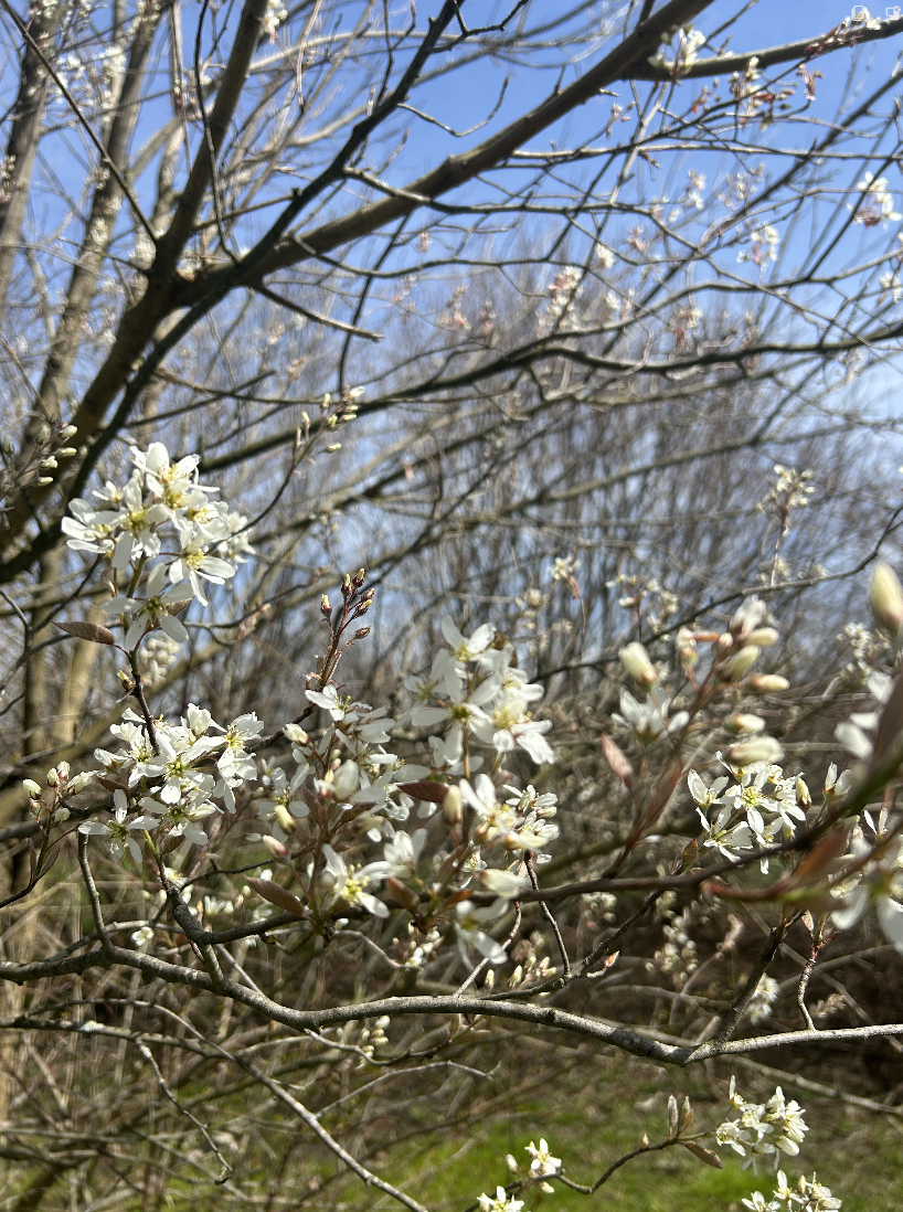 Amelanchier canadensis (Shadbush)