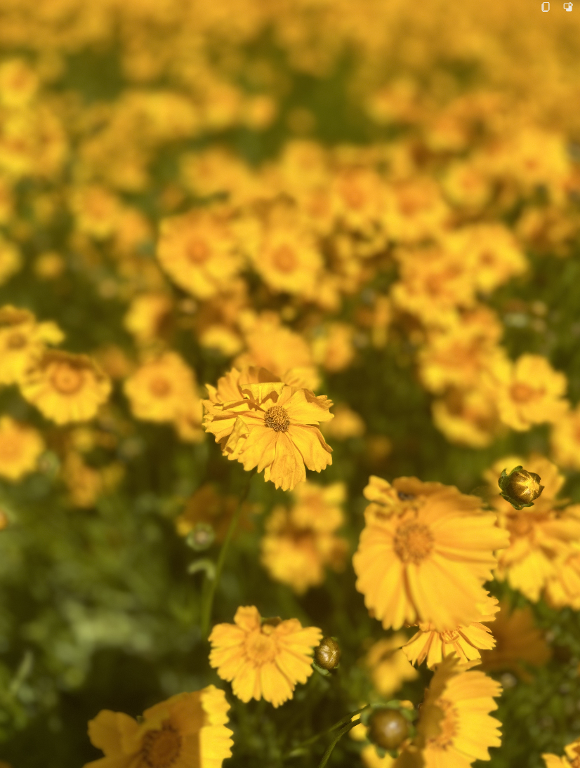 Coreopsis lanceolata (Lanceleaf Tickseed)