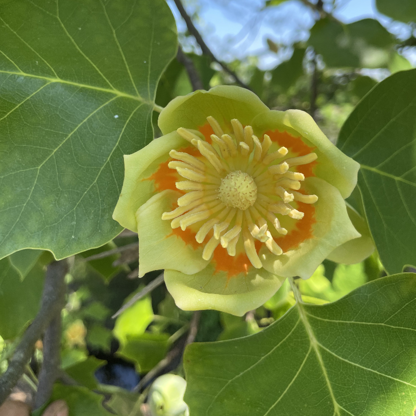Liriodendron tulipifera (Tulip Poplar)