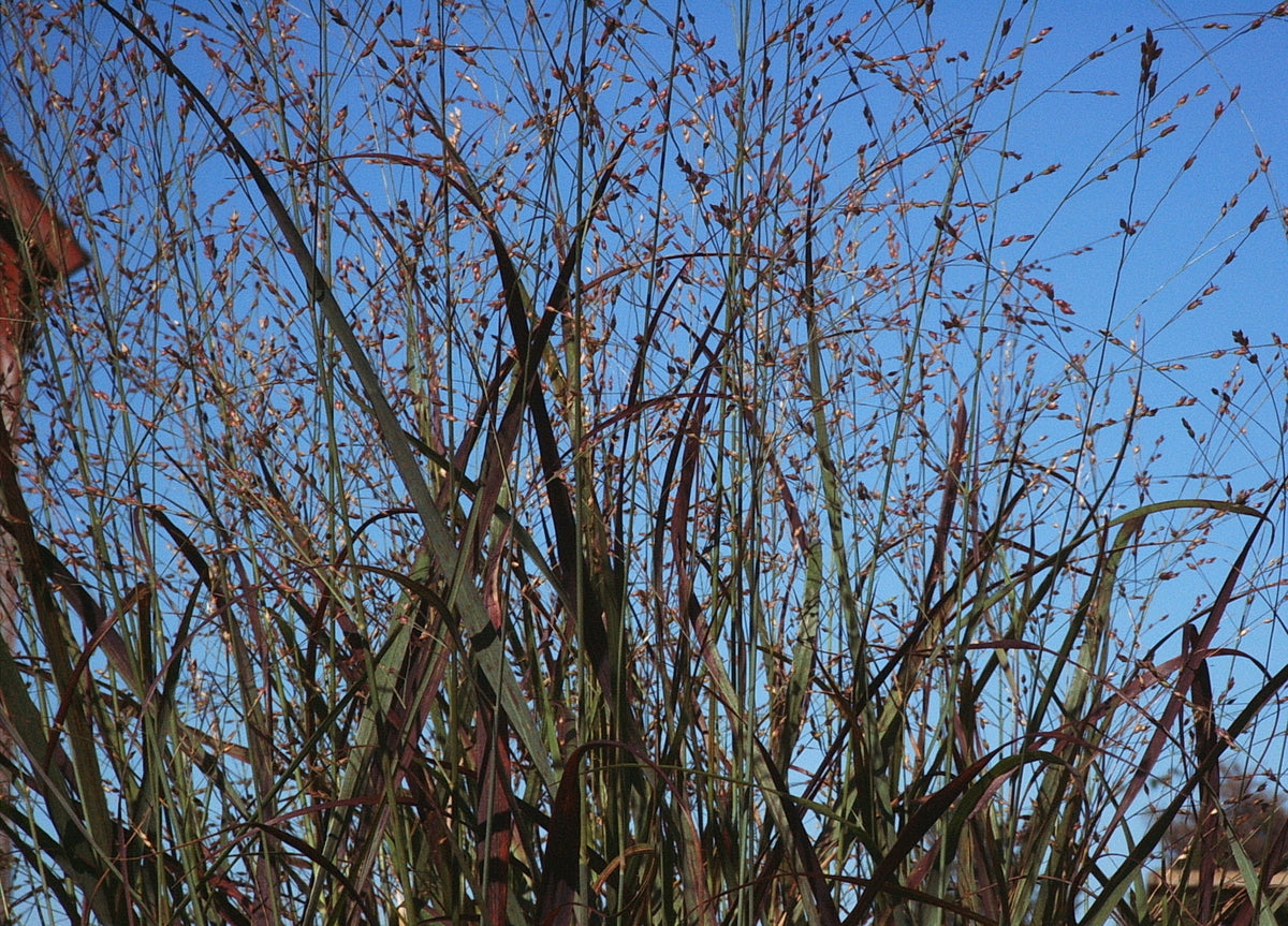 Panicum virgatum (Switchgrass)
