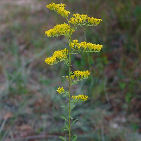 Solidago nemoralis (Gray Goldenrod)