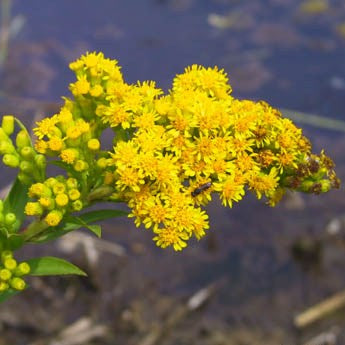 204: Wildlife Shelter & Forage Wetland Mix