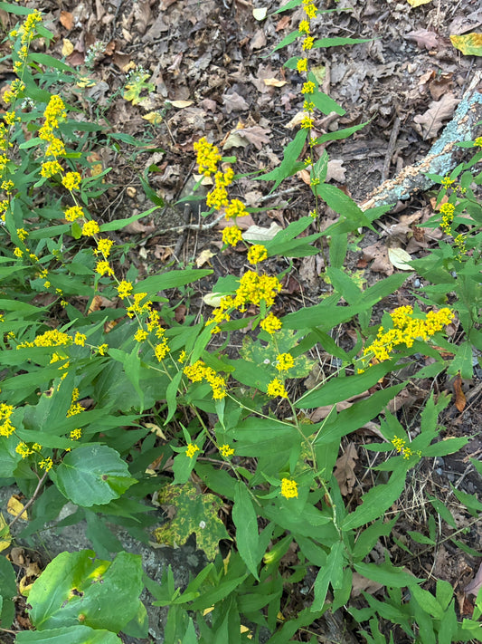 Solidago caesia (Blue-Stemmed Goldenrod)