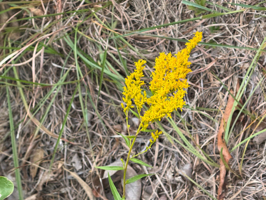 Solidago fistulosa (Pine Barren Goldenrod)