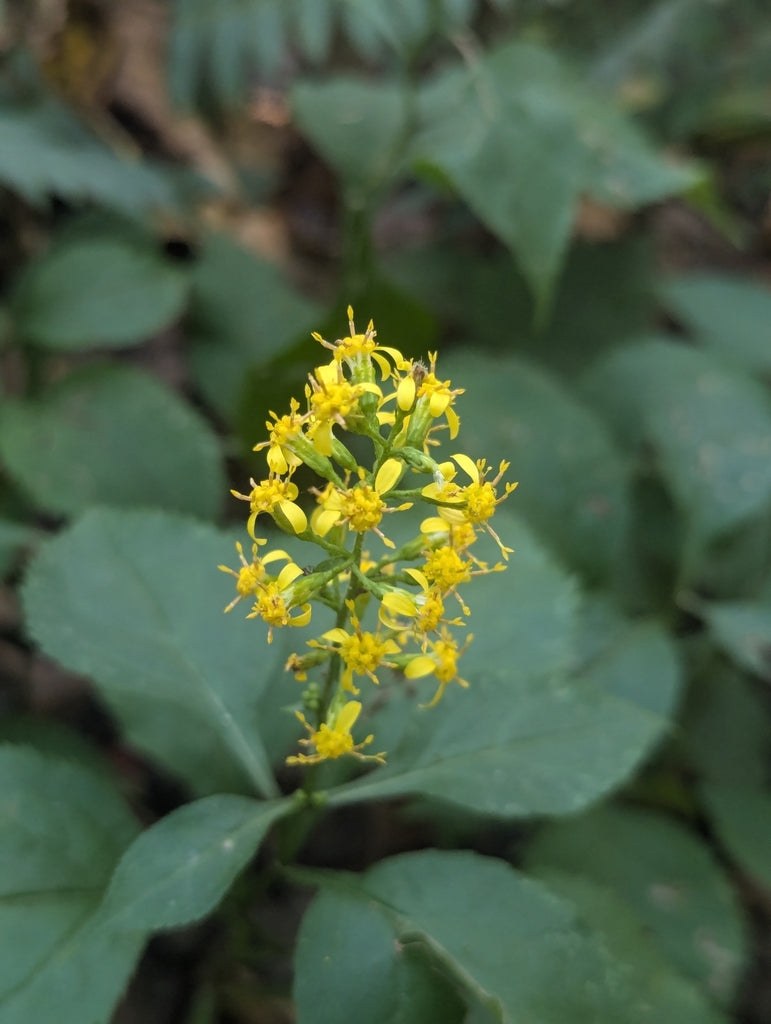 Solidago flexicaulis (Zigzag Goldenrod)