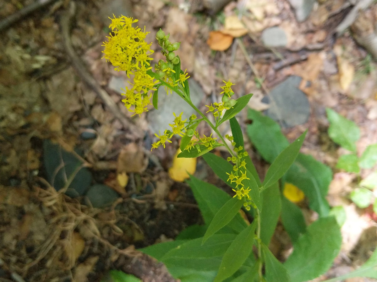 Solidago flexicaulis (Zigzag Goldenrod)