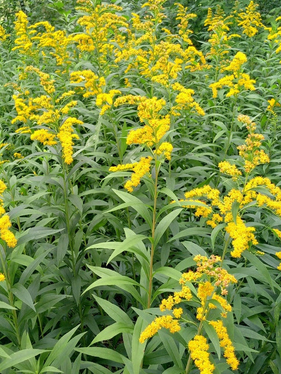 Solidago gigantea (Giant Goldenrod)