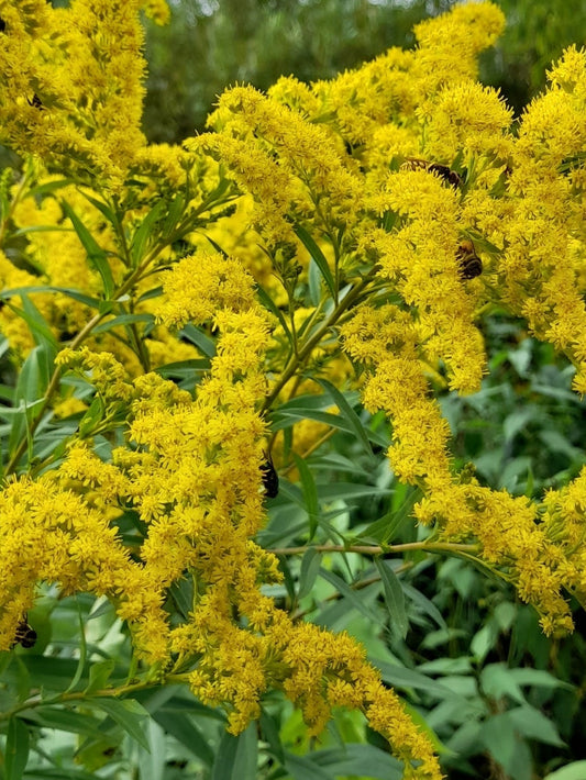 Solidago gigantea (Giant Goldenrod)