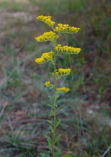 Solidago nemoralis (Gray Goldenrod)