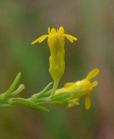 Solidago nemoralis (Gray Goldenrod)